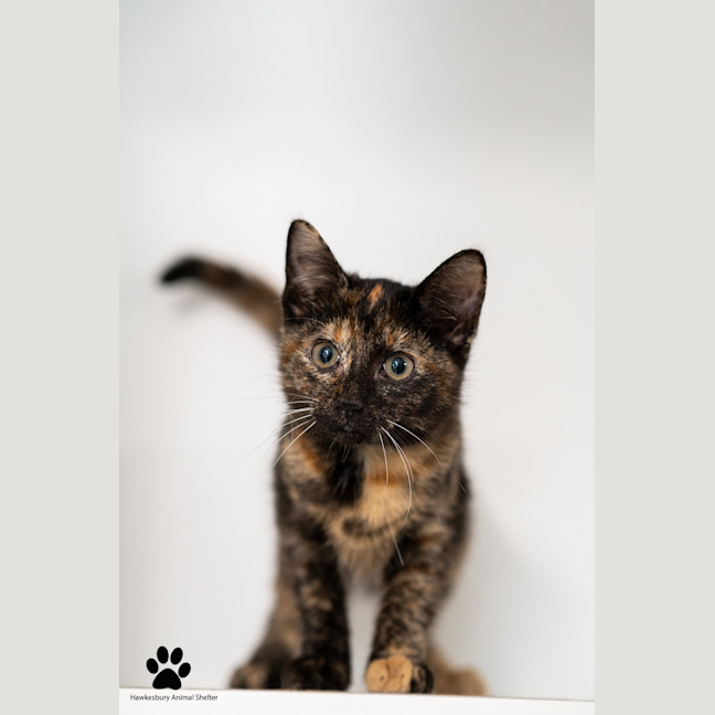 Photo of Coco