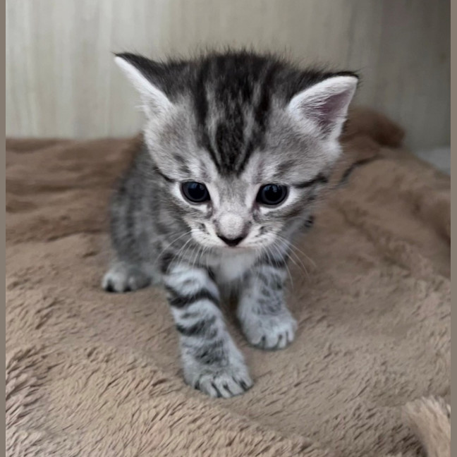 Photo of C1413 Pickles