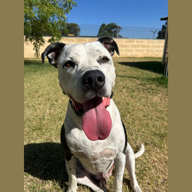 Photo of Diesel