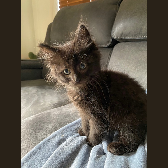 Photo of Sultana Bran