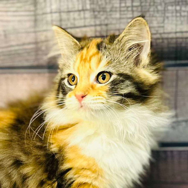 Photo of Ariel   Located In Wallan