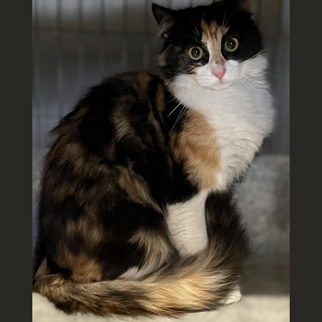 Photo of Josie