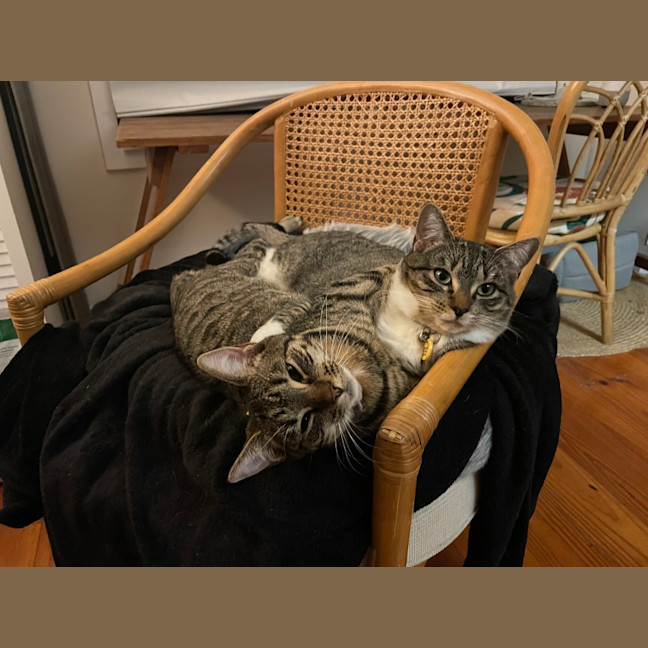 Photo of Mrs Big & Pickle