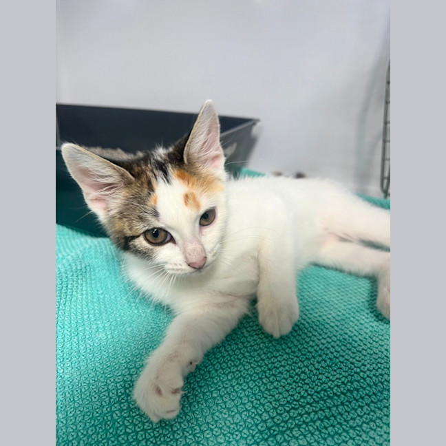 Photo of Peanut