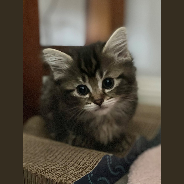 Photo of Rainbow Dash 