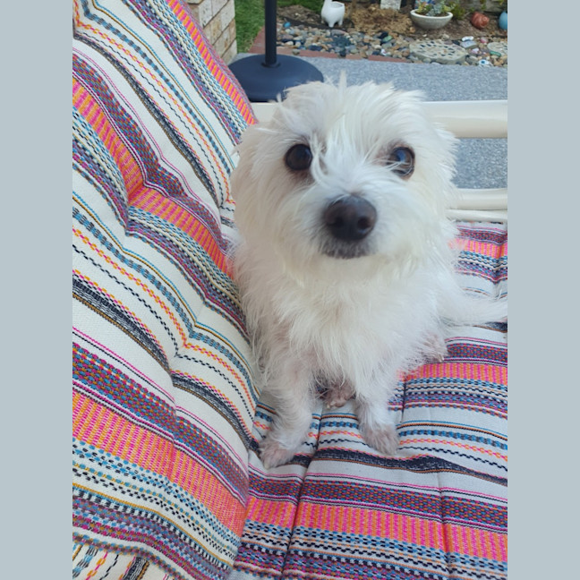 Photo of Poppy