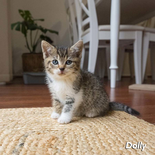 Photo of Dolly