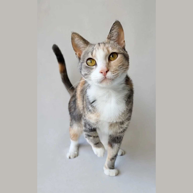 Photo of Lady Marmalade 