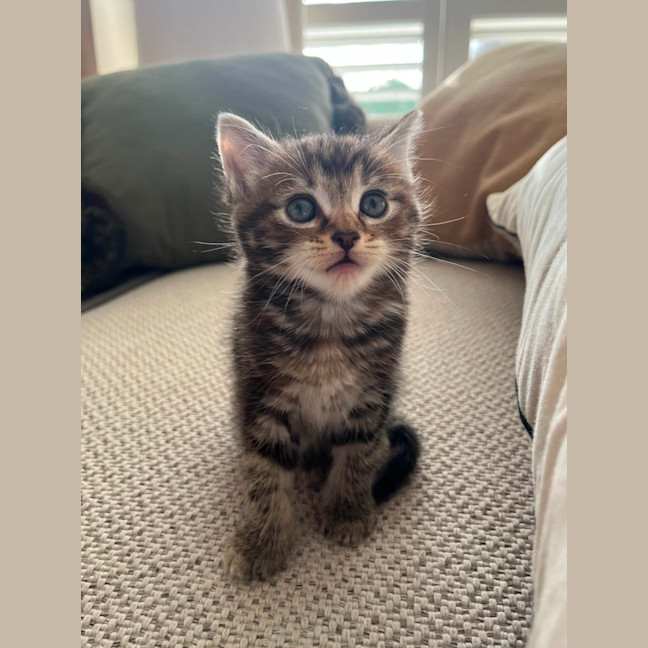 Photo of Marvin
