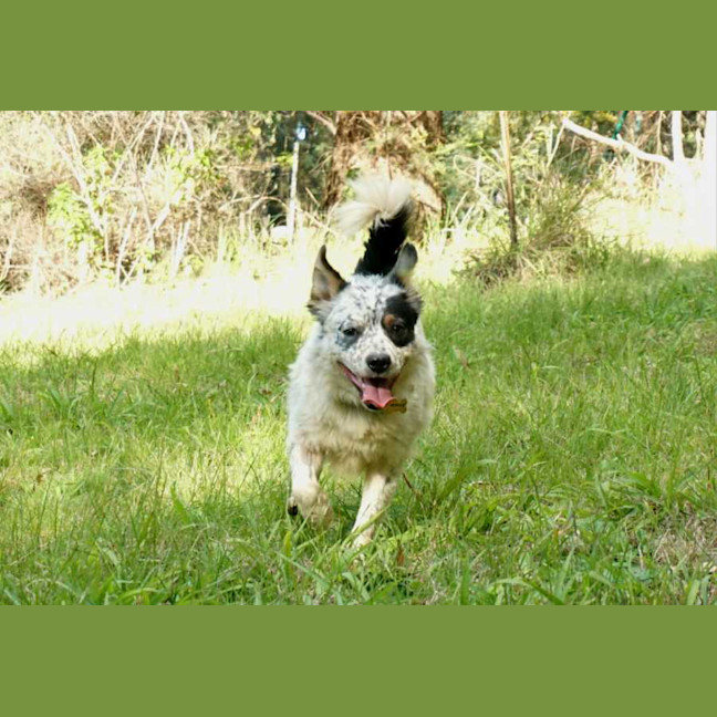Photo of Milo (3)