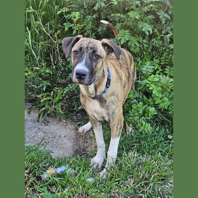 Photo of Bernard *$350 Adoption Fee*