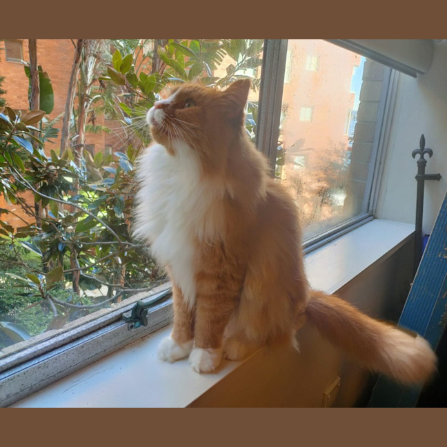 Photo of 🦁 Leo 🦁 
