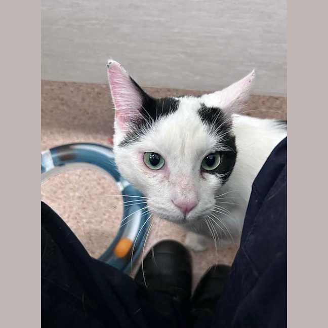 Photo of Popeye