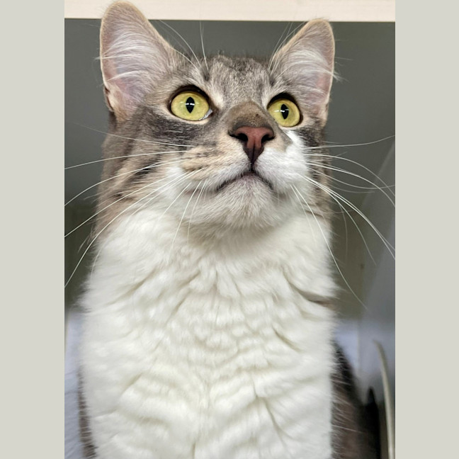 Photo of Gandalf (9084)