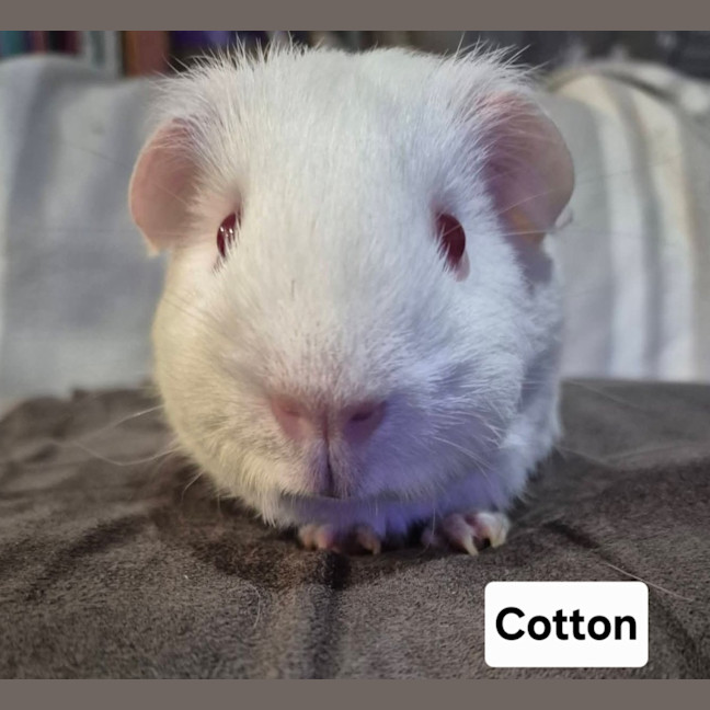 Photo of Cotton