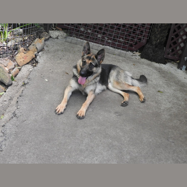 Photo of Willow