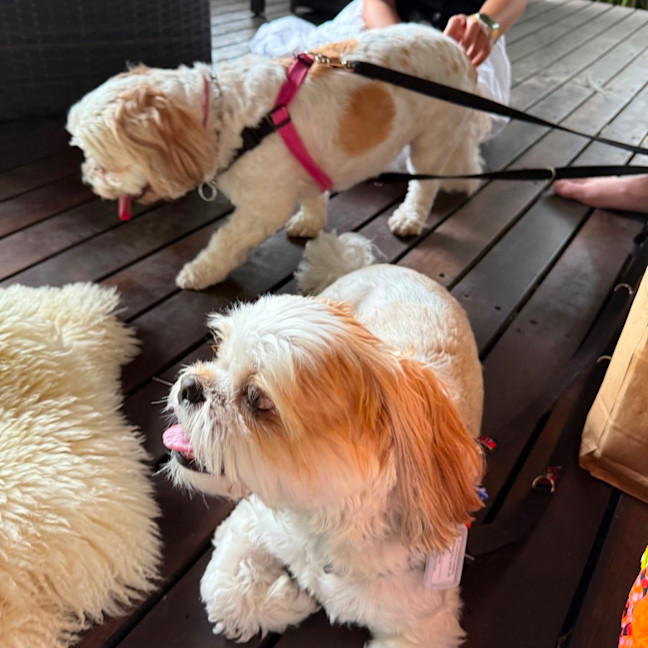 Photo of Peppa And Bucky 