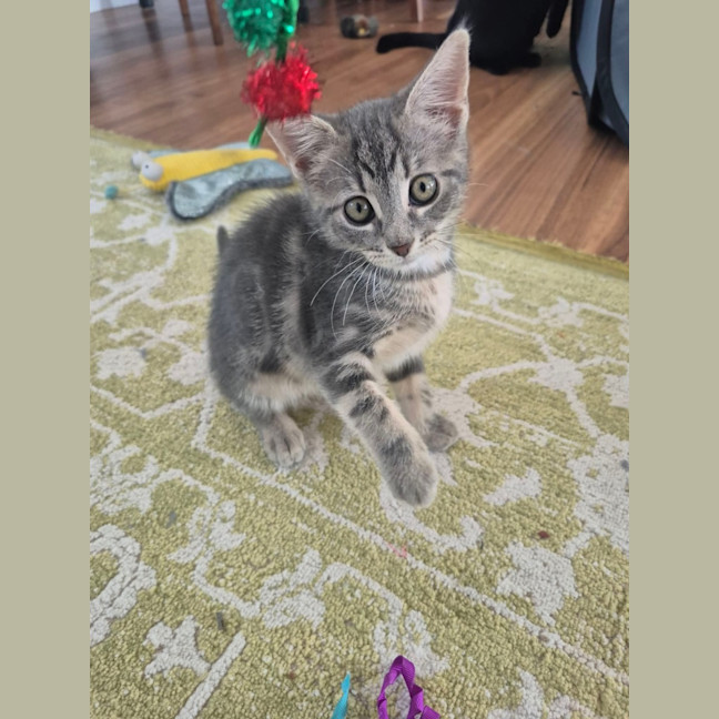 Photo of Daisy