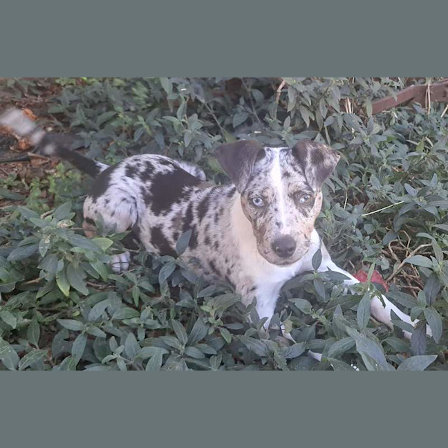 Photo of Indie