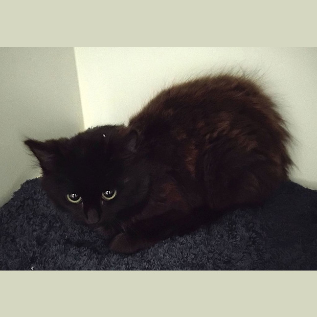 Photo of Cosmos