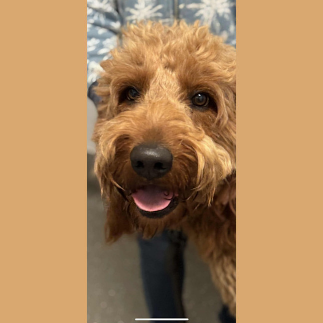 Photo of Lochie   21 Month Old Groodle