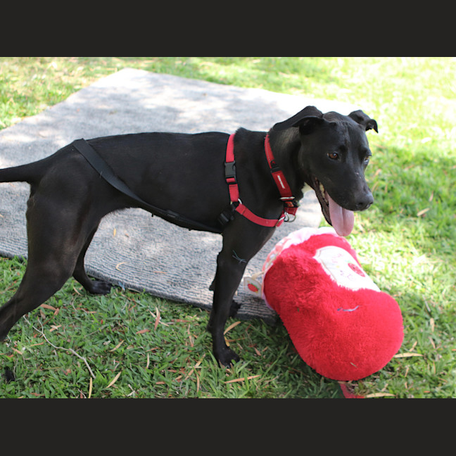 Photo of Juno
