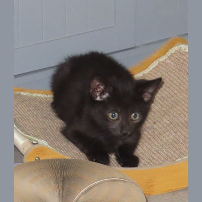 Photo of Smokie (K49)