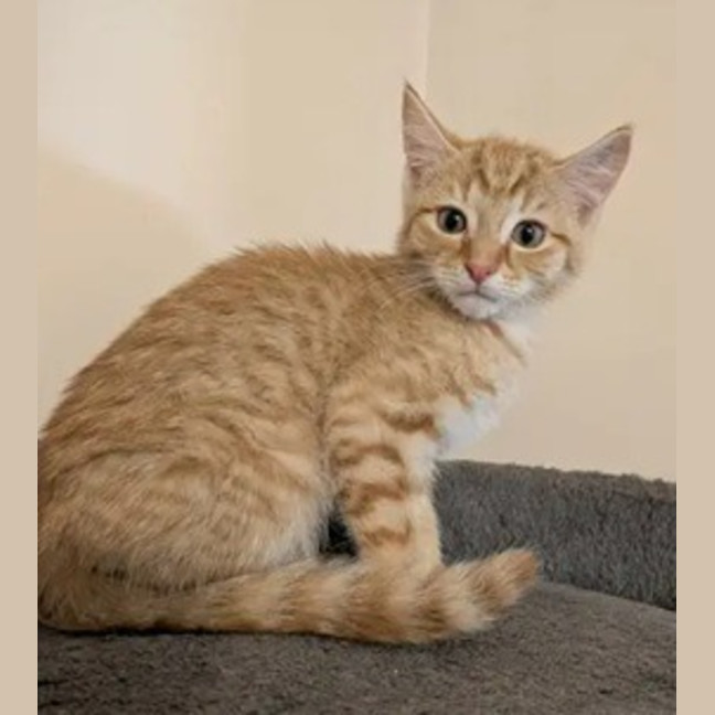 Photo of Squeak