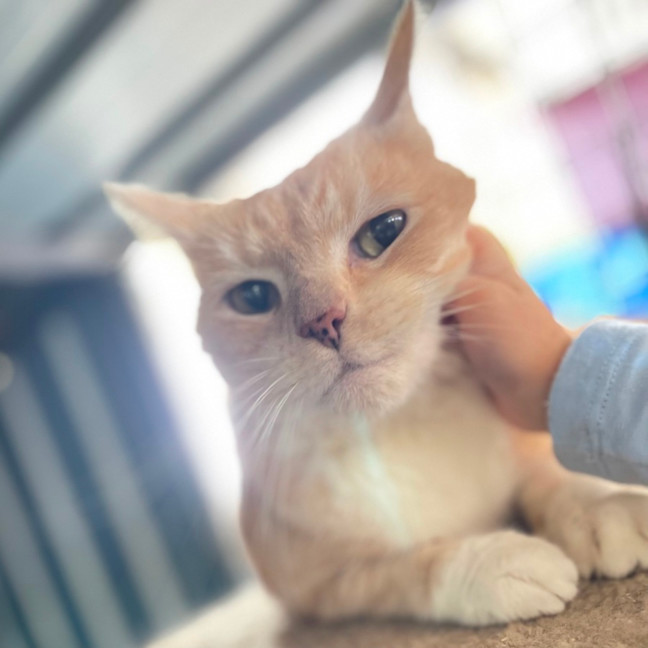 Photo of Squeek