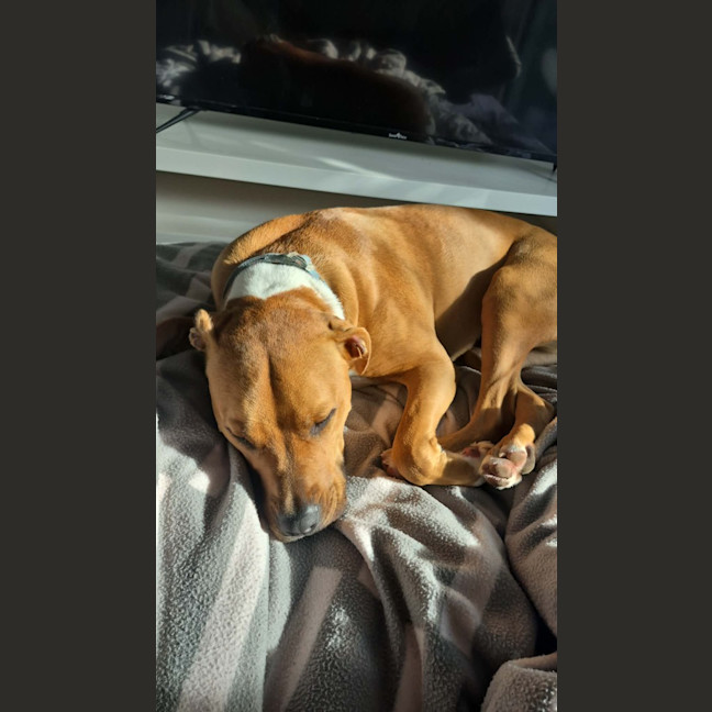 Photo of Rusty