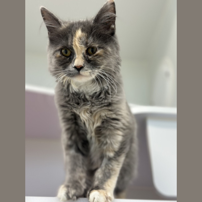 Photo of Midge