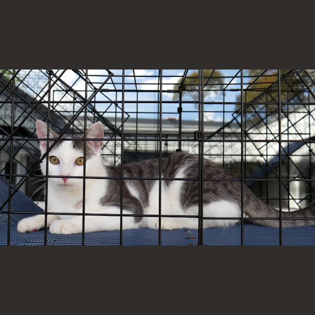 Photo of Loki Stk012967