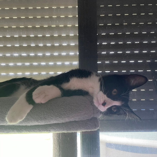 Photo of Bazil