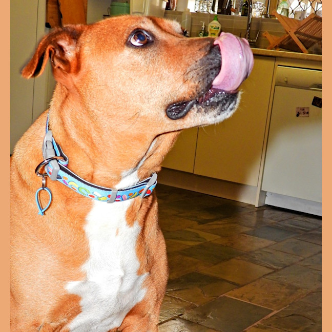 Photo of Maverick