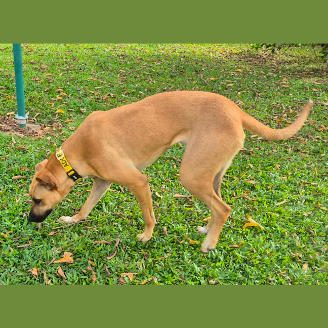 Photo of Nombu