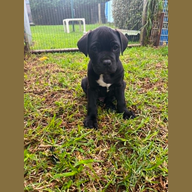 Photo of Puppy 1