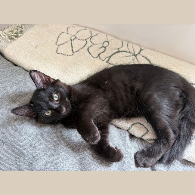 Photo of Jiji