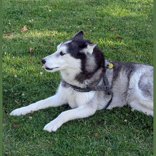 Photo of Sheeba