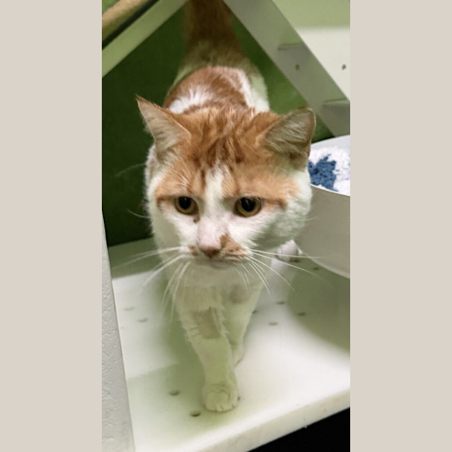 Photo of Steam Bun (Bonded To Marmalade)