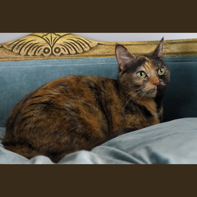 Photo of Mimsie