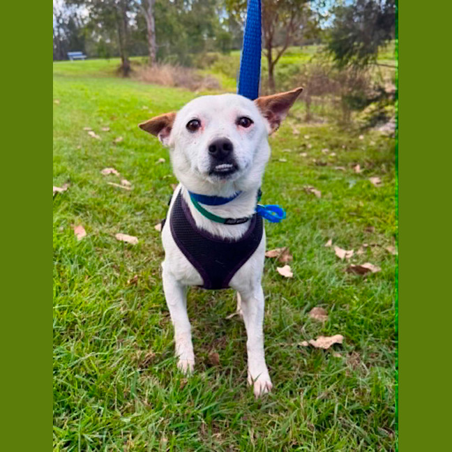 Photo of Stitch