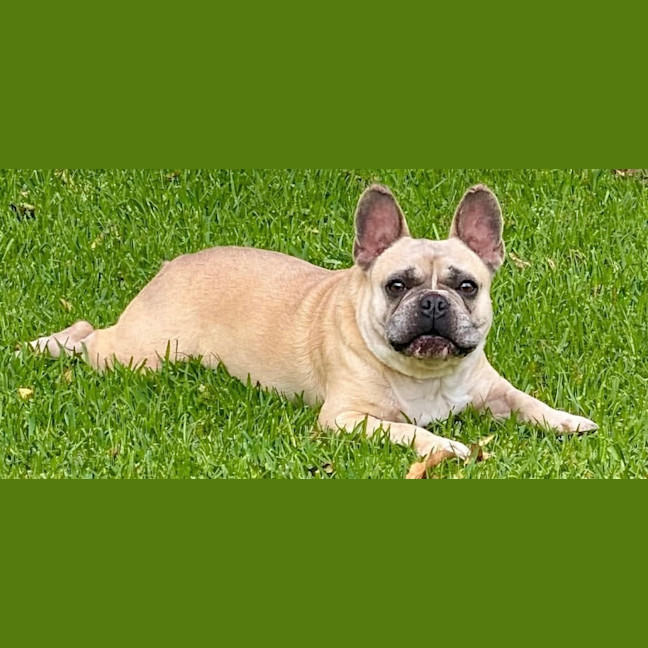 Photo of Boo   5 Year Old French Bulldog