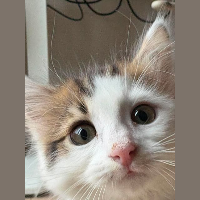 Photo of Milly