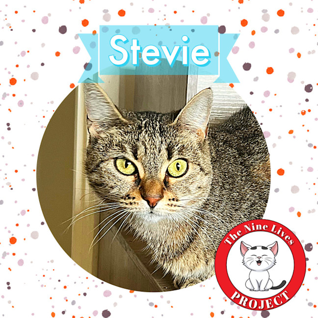 Photo of Stevie *9 Lives Project Rescue*