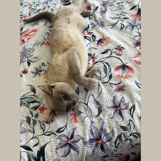 Photo of Bb **2nd Chance Cat Rescue**