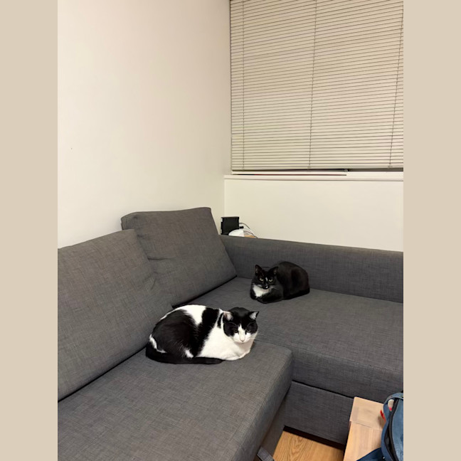 Photo of Inky & Dexter
