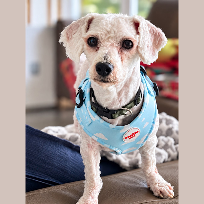 Photo of Charlie