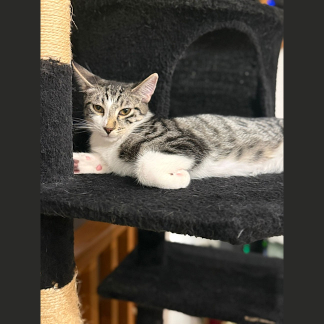 Photo of Pixel