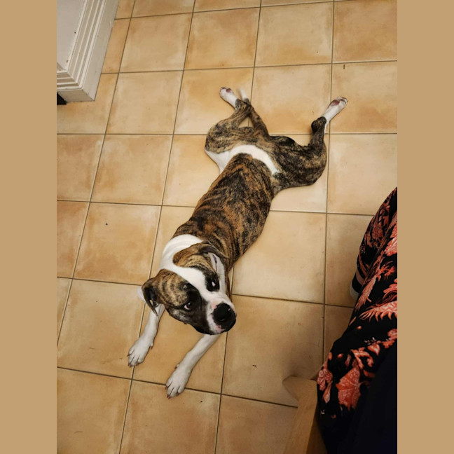 Photo of Lollie