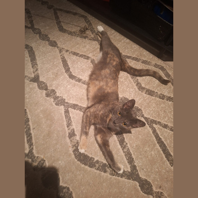 Photo of Sassafras